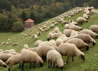 Στη Βουλή νομοσχέδιο για εκκρεμή ζητήματα Κτηνοτροφίας