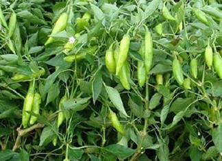 Θεσσαλία: Κερδίζει στρέμματα η βιομηχανική πιπεριά