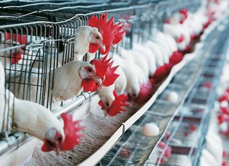 Αδιάθετοι 7.000 τόνοι με Ελληνικά κοτόπουλα