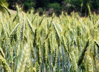 Η βροχή ευνόησε τα σιτηρά της Θεσσαλίας