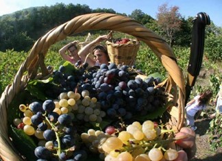 Στον αέρα τα σχέδια για τον φετινό τρύγο