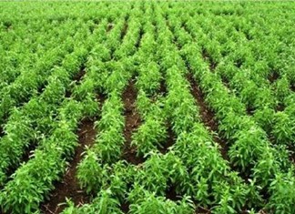 Χωράφια με στέβια από τα Γιαννιτσά εξαγοράστηκαν από εισηγμένη της .... Wall Street