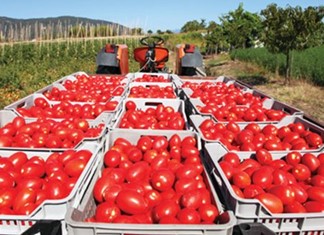 Συμφωνία της DEL MONTE με τον ΘΕΣΤΟ για την βιομηχανική τομάτα