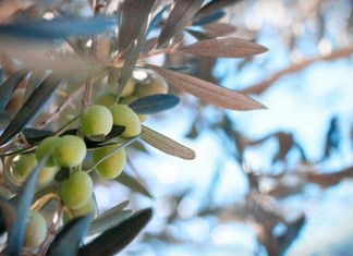 4Ε: Ένας νέος επιστημονικός φορέας για την Ελαιοκομία