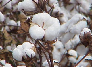 Ημερίδα για την ποιότητα του Ελληνικού βάμβακος την Πέμπτη στην Καρδίτσα