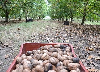 Κέρδη και φέτος για τους καρυδοπαραγωγούς του Θεσσαλικού κάμπου