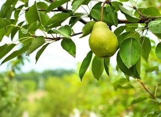 Η κλιματική αλλαγή ξαναγράφει τον αγροτικό χάρτη της Θεσσαλίας 