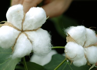 Βαμβάκι: Τι έφταιξε - Ο πρόεδρος της Γαλλικής Mambo μιλάει για τις αγορές αλλά και τα φέσια της ΕΑΣ Τρικάλων