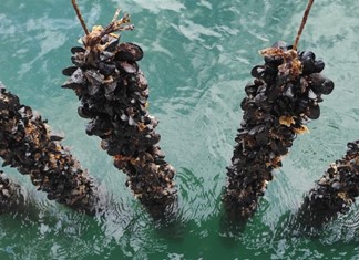 Τζίρο 4 εκ. ευρώ κάνουν τα μύδια Πιερίας