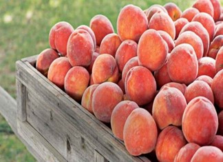 Επενδύσεις 2 εκ. ευρώ από την ΕΛΒΑΚ στη Λάρισα