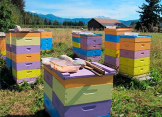 Συνεταιρισμό ιδρύουν οι μελισσοκόμοι της Καρδίτσας