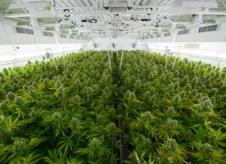 Φαρμακευτική Κάνναβη: Πήρε ΦΕΚ η επένδυση της Φαρκαδόνας