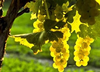 Νομός Λάρισας: Πρωτιά σε αιτήματα αμπελοκαλλιέργειας 