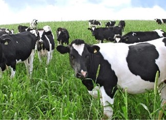 Συνεταιρισμός Φαρσάλων: Συνεργασία με Όλυμπο, Μέλισσα, Επίλεκτο