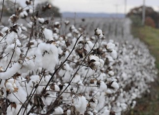 «Πνίγηκε» το 20% της εθνικής παραγωγής βαμβακιού