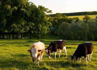 Κονδύλια 29 εκ. ευρώ για τη βιολογική κτηνοτροφία στη Θεσσαλία