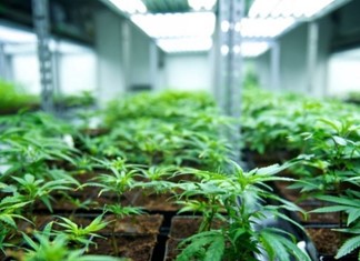 Νέα επένδυση φαρμακευτικής κάνναβης στον Αλμυρό Μαγνησίας