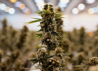 Σχέδια για σημαντικές επενδύσεις στην ιατρική κάνναβη