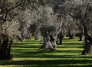 H κλιματική αλλαγή πλήττει τις ελιές στη Θεσσαλία