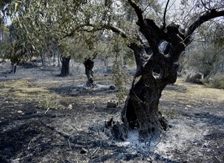 Αποζημίωση 100 ευρώ για κάθε καμένο ελαιόδενδρο