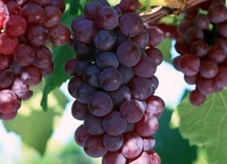 Ιδιώτης επενδυτής στον Συνεταιρισμό Δαμασίου