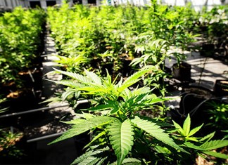 Είκοσι παραγωγούς μετρά ο πρώτος συνεταιρισμός κλωστικής κάνναβης στη Μαγνησία