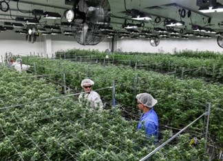 Επενδύσεις 255 εκατ. ευρώ για μεταποίηση κάνναβης