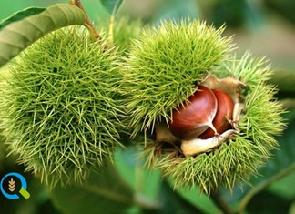 Η φαιά σήψη απειλεί το κάστανο Κισσάβου
