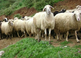 Συμφωνία συμβολαιακής κτηνοτροφίας Πειραιώς-“Γάλα Ελάςς”