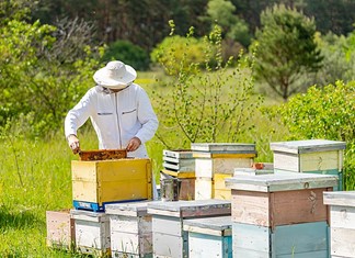Μεγάλη μείωση στην παραγωγή Ελληνικού μελιού