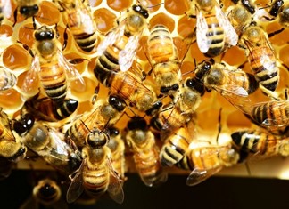 Την Παρασκευή ανοίγει τις πύλες του το φεστιβάλ μελιού