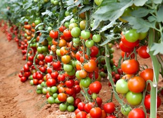 O Daniel, οι δηλώσεις ΟΣΔΕ, και οι ψευτοκαλλιεργητές ντομάτας