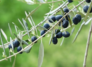 Η έλλειψη χεριών έπληξε τις ελιές στην Μαγνησία