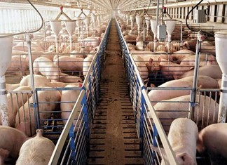 Σε πλειστηριασμό χοιροτροφική μονάδα στη Λάρισα