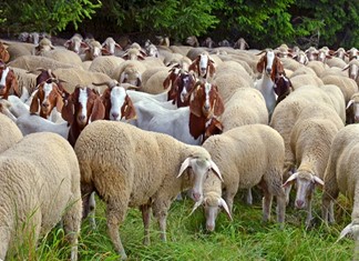 Μέσα Οκτωβρίου οι τελικές αποφάσεις για την ευλογιά