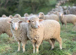 Η ευλογιά αφάνισε το 6% των αιγοπροβάτων στη χώρα