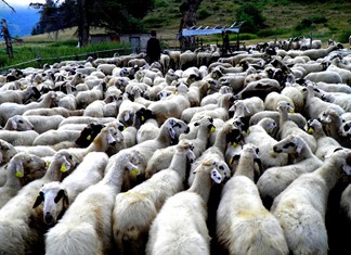 Μειώθηκε το ζωικό κεφάλαιο στην Ευρωπαίκή Ένωση