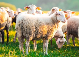 Ερωτήματα για το πως ήρθε η πανώλη