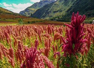 Η κινόα έκανε την εμφάνισή της στη Θεσσαλία