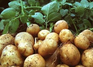 Οριακή υποχώρηση στις τιμές των γεωργικών προϊόντων τον Δεκέμβριο