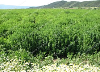 Προβλήματα από την ξηρασία στη θεσσαλική ρίγανη