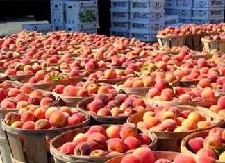 Τύρναβος: Απατεώνες αγόρασαν, ως Γερμανοί, 20 τόνους ροδάκινα