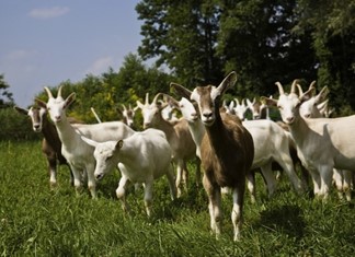 Σ. Δρυς (Foodstandard): «Θησαυρό 50 δισ. κρύβει ο αγροδιατροφικός τομέας»