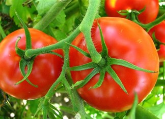 Λάρισα: Ξεκίνησε η συγκομιδή βιομηχανικής ντομάτας 