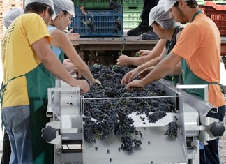 Τσιλιλής: Άρχισε ο πρωιμότερος τρύγος της 20ετίας 