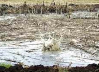 Λάρισα: Τυροκομική μονάδα δικάζεται για ρύπανση του Περιβάλλοντος