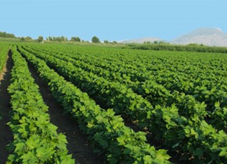 Ανεβασμένη φέτος η καλλιέργεια βάμβακος στη Θεσσαλία