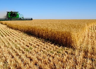 Οι "συμβολαιακές" ανεβάζουν την ποιότητα στον Θεσσαλικό κάμπο - Το παράδειγμα της Barilla