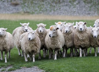 Χωρίς εργάτες κτηνοτροφίας άφησε τη Λάρισα η τελευταία ΚΥΑ