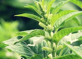 Το σουσάμι επανακάμπτει στον θεσσαλικό κάμπο